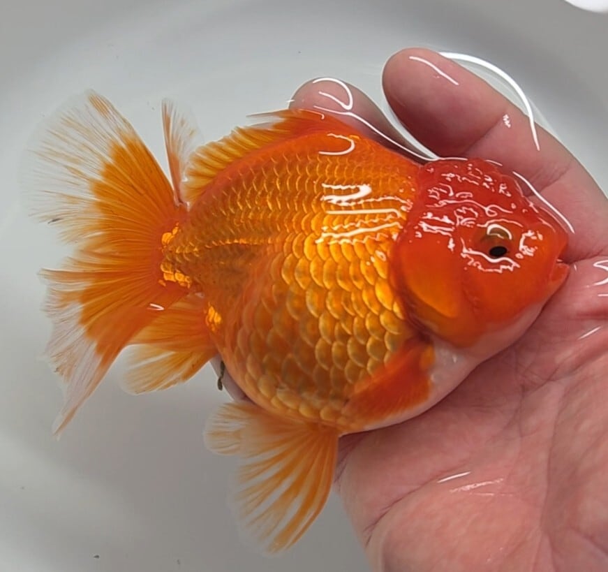 金魚専門店〉fishfarmjp1