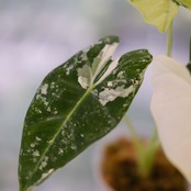 アロカシア グリーンベルベット / Alocasia Green Velvet③ / 観葉植物