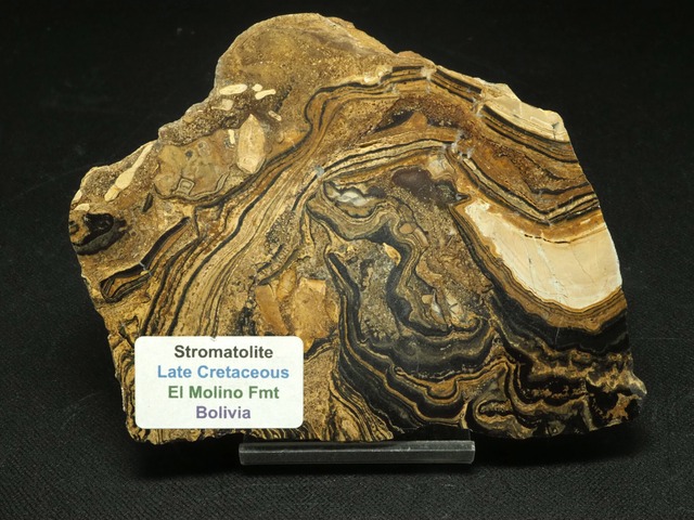 ストロマトライト【Stromatolite】【366ｇ】ボリビア共和国産/シアノバクテリア