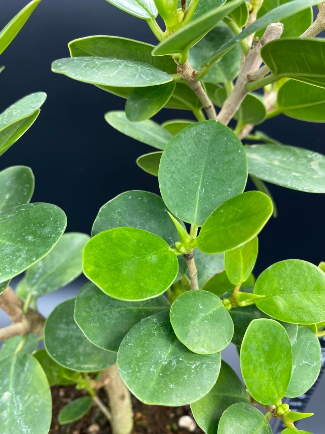 パンダガジュマル5 ガジュマル：パンダガジュマル 5号鉢植え の通販 | 園芸ネット