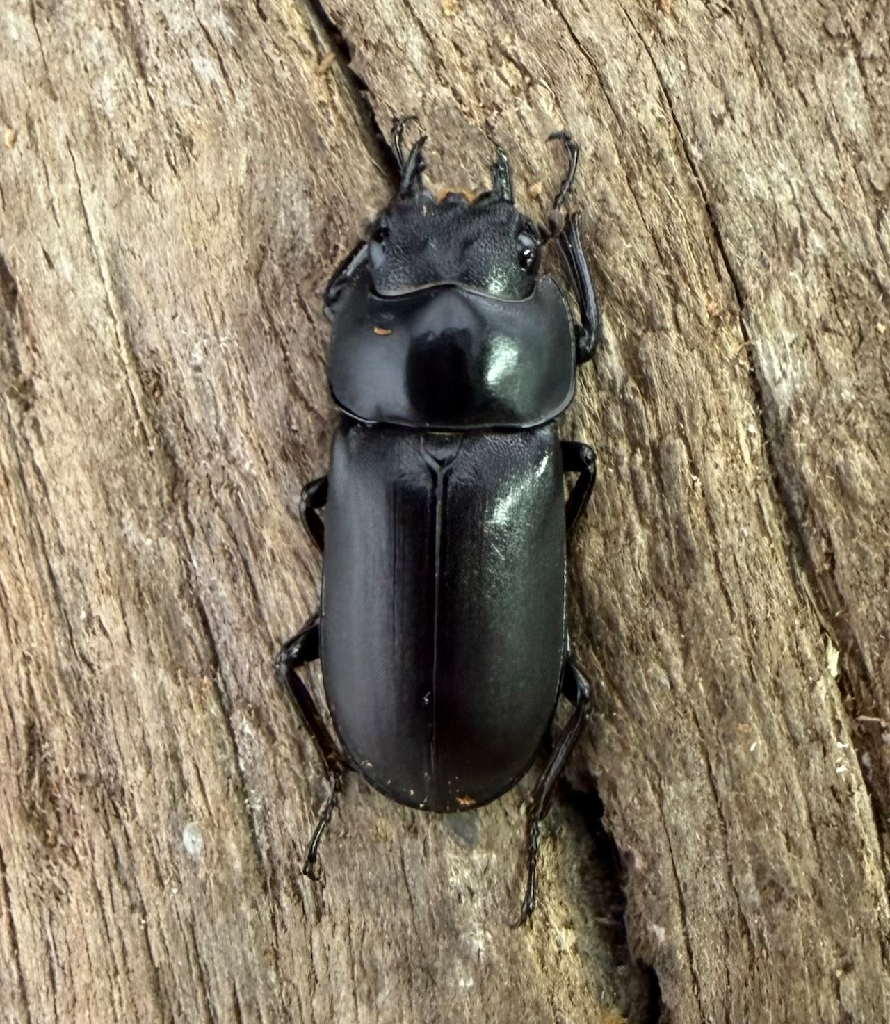 【WF1】《ピエールコクワガタ 31mm ペア》