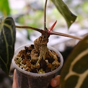 Anthurium Carlablackiae / アンスリウム カーラブラッキー⑪│観葉植物