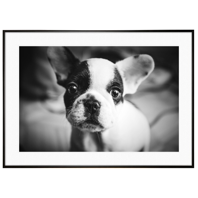 動物写真 犬 ボストンテリア インテリア モノクロアートポスター額装 AS2932