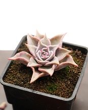 発根済カット苗 レッドマディバ Echeveria 'Red Madiba'