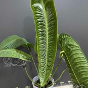 アンスリウム・ベイチー / Anthurium Veitchii / 観葉植物⑧