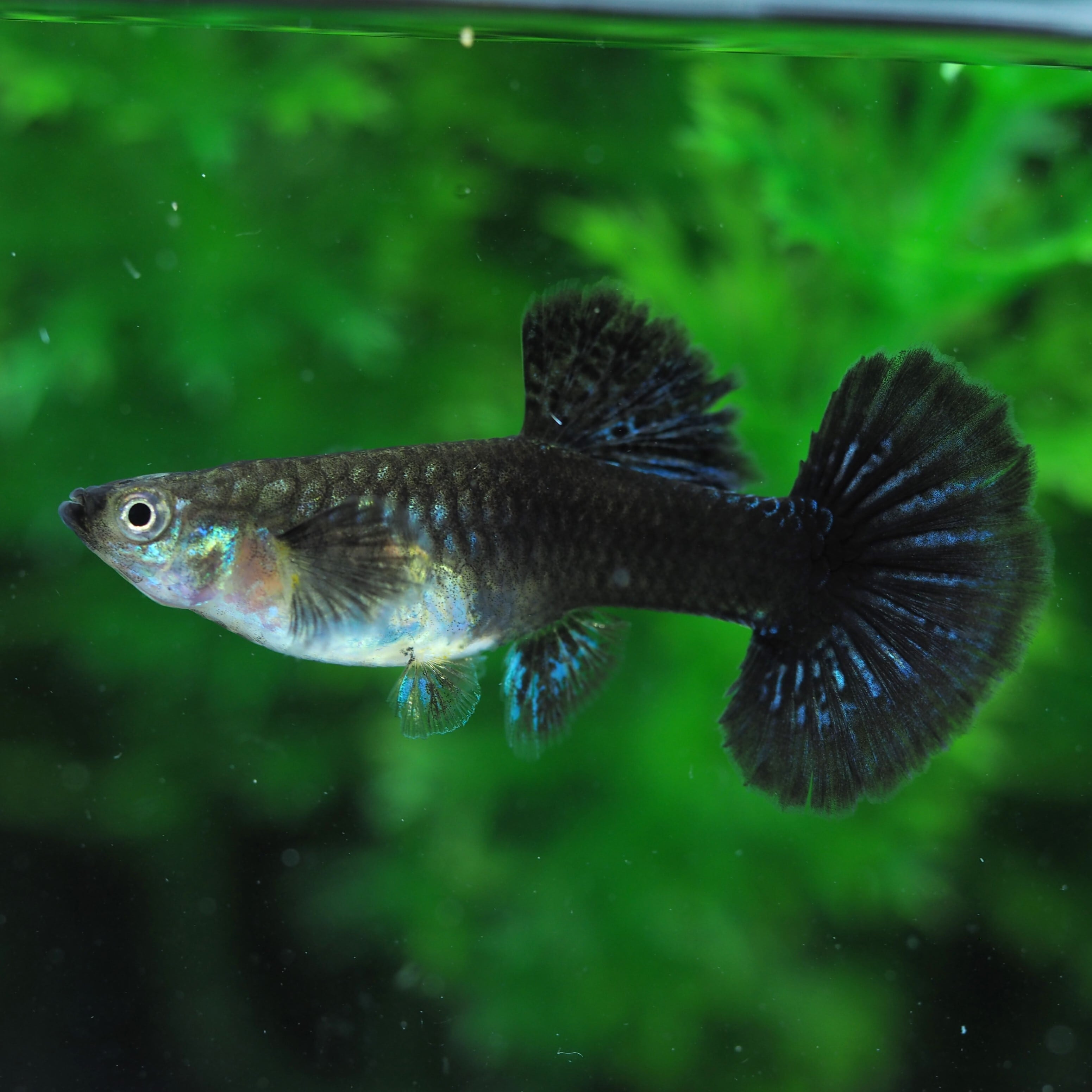 ♯Fzi21Kb原色淡水魚ストラップシークレット入フルコンプ全12種 ♯Fzi21Kb原色淡水魚ストラップシークレット入フルコンプ全12種