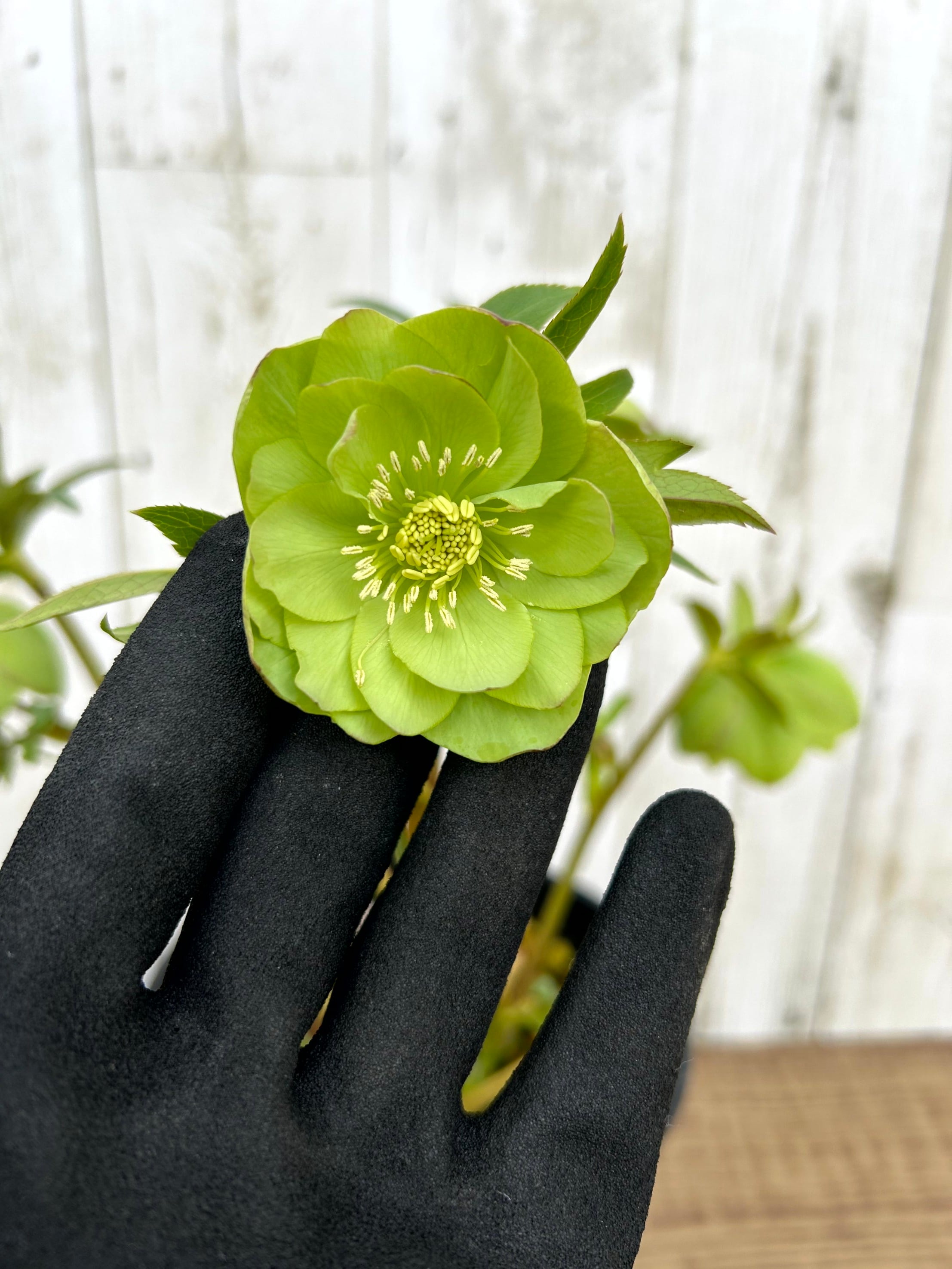 ALL ITEM | フラワーガーデン泉 オンラインショップ