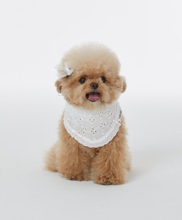 【予約】［Thesallyslaw］Lily lace bandana