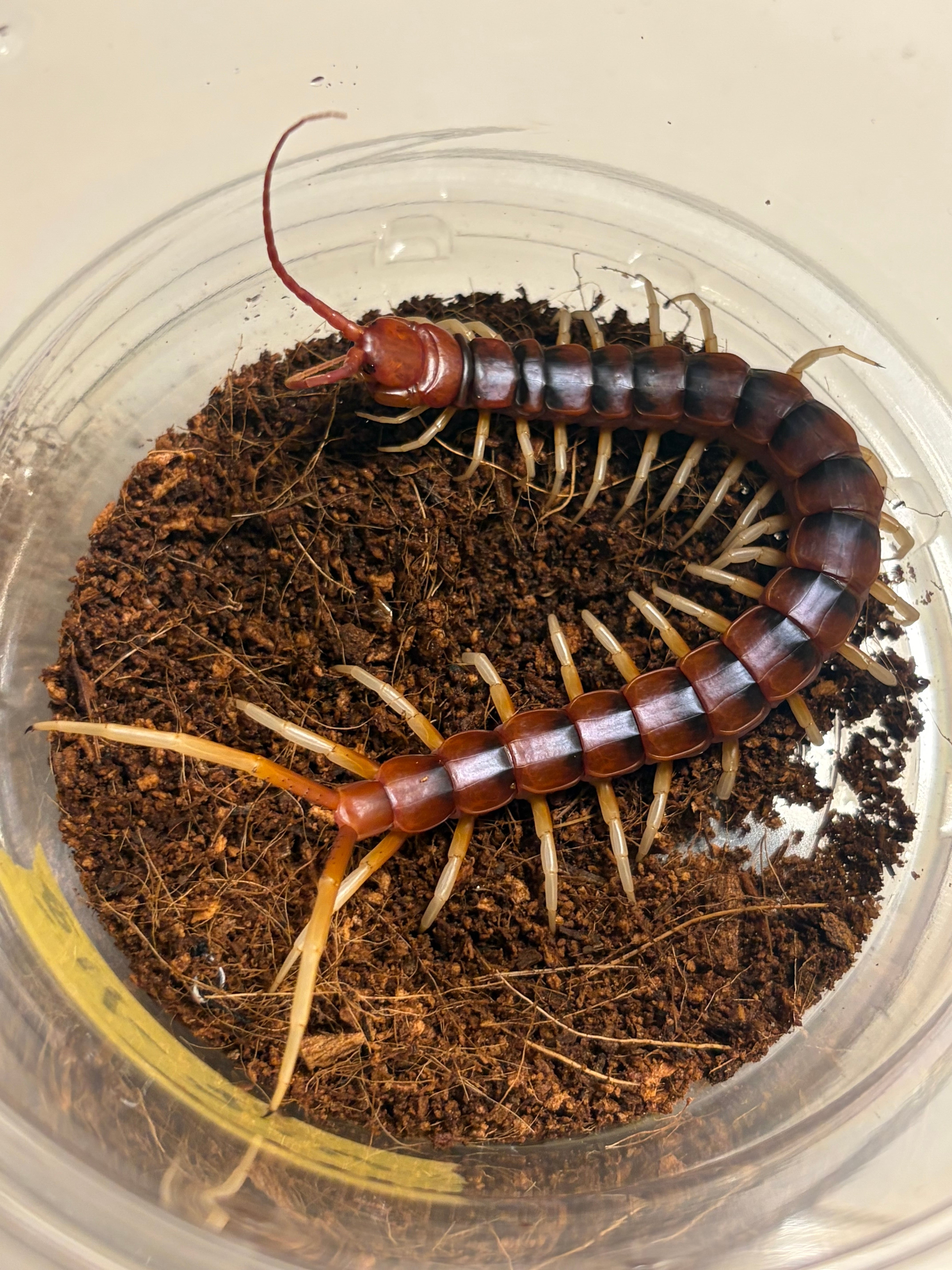極美個体】ロブスターオオムカデセンチピード 全長20cm程Scolopendra