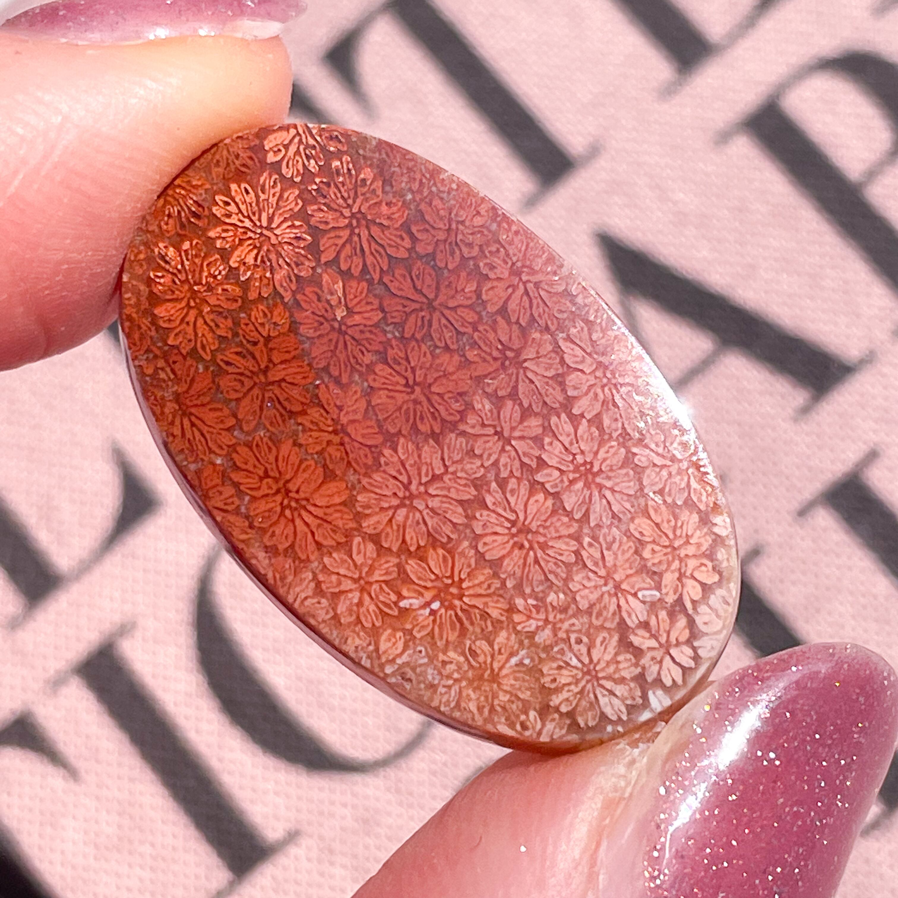 Red Fossile Coral Oval 3 ✧ フォッシルコーラル (化石珊瑚)