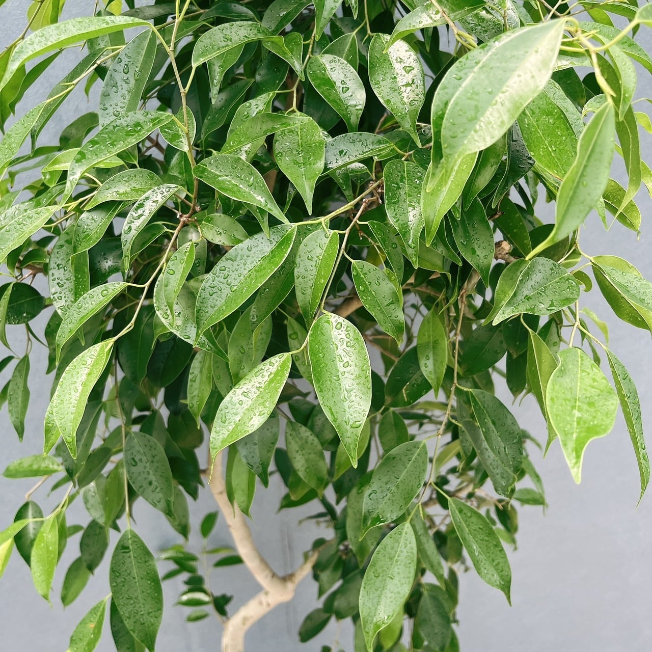 現品］【珍しい】2番 フィカス ベンジャミン ヌダ 9号 観葉植物 大型