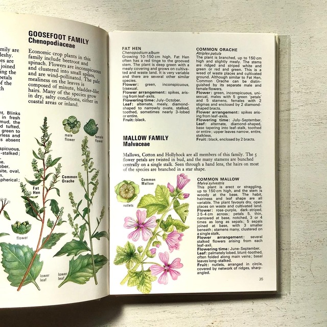 野生の花のイラスト図鑑 Wild Flowers Folklora 野生の花のイラスト図鑑 Wild Flowers Folklora