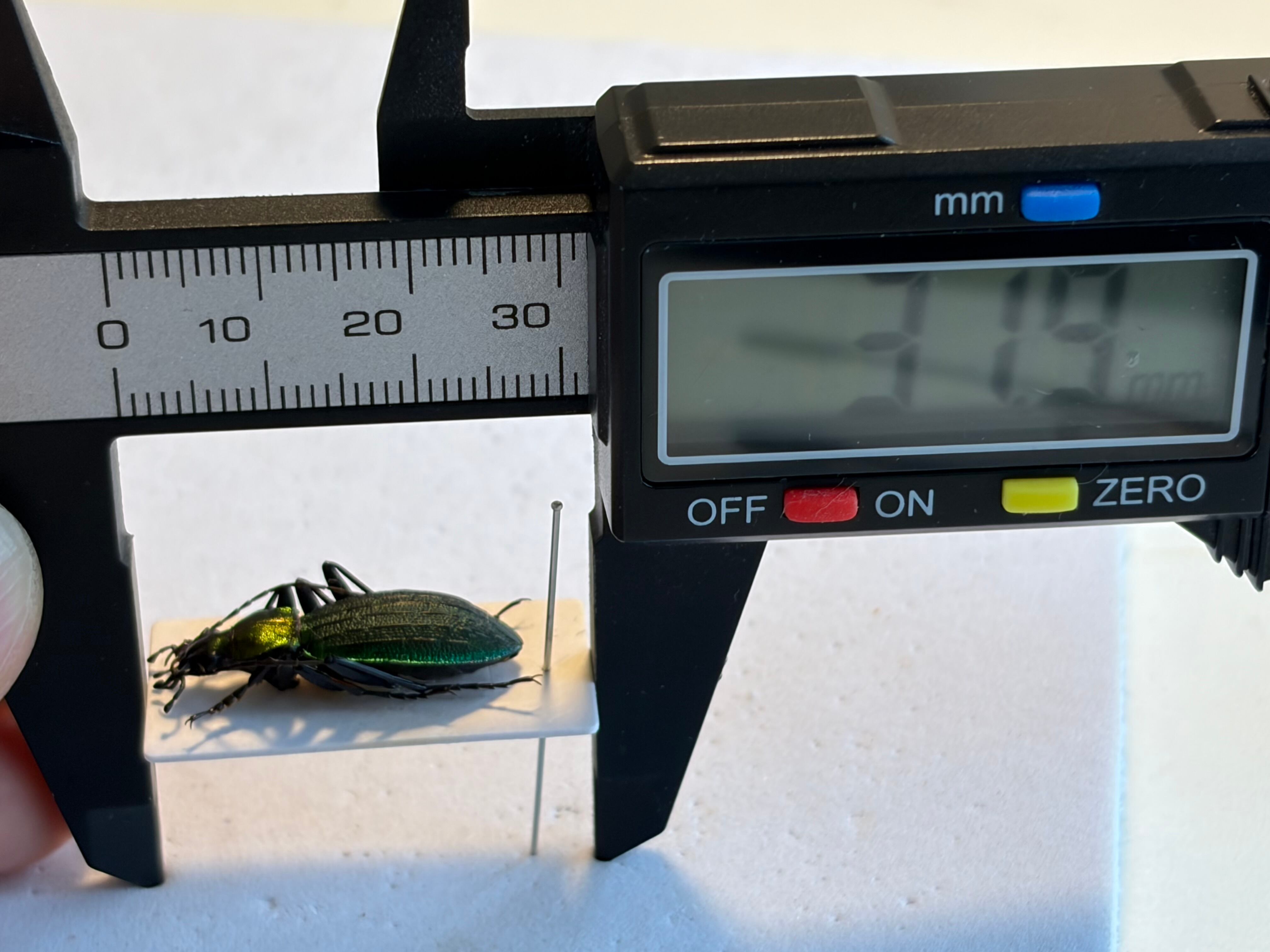 25mm】アイヌキンオサムシ グリーン 標本 Carabus kolbei キタオオルリ