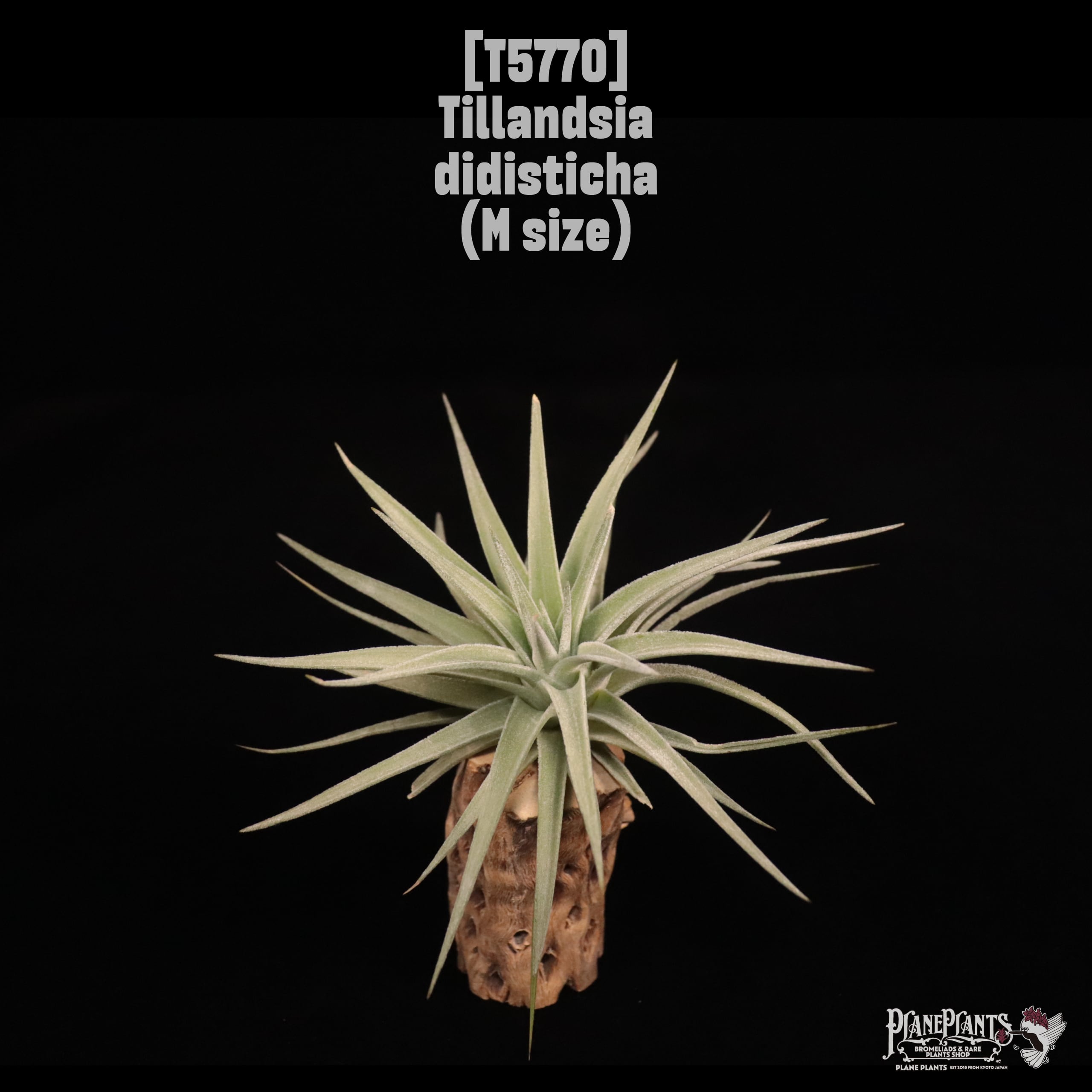 Tillandsia didisticha M〔ティランジア〕T5770