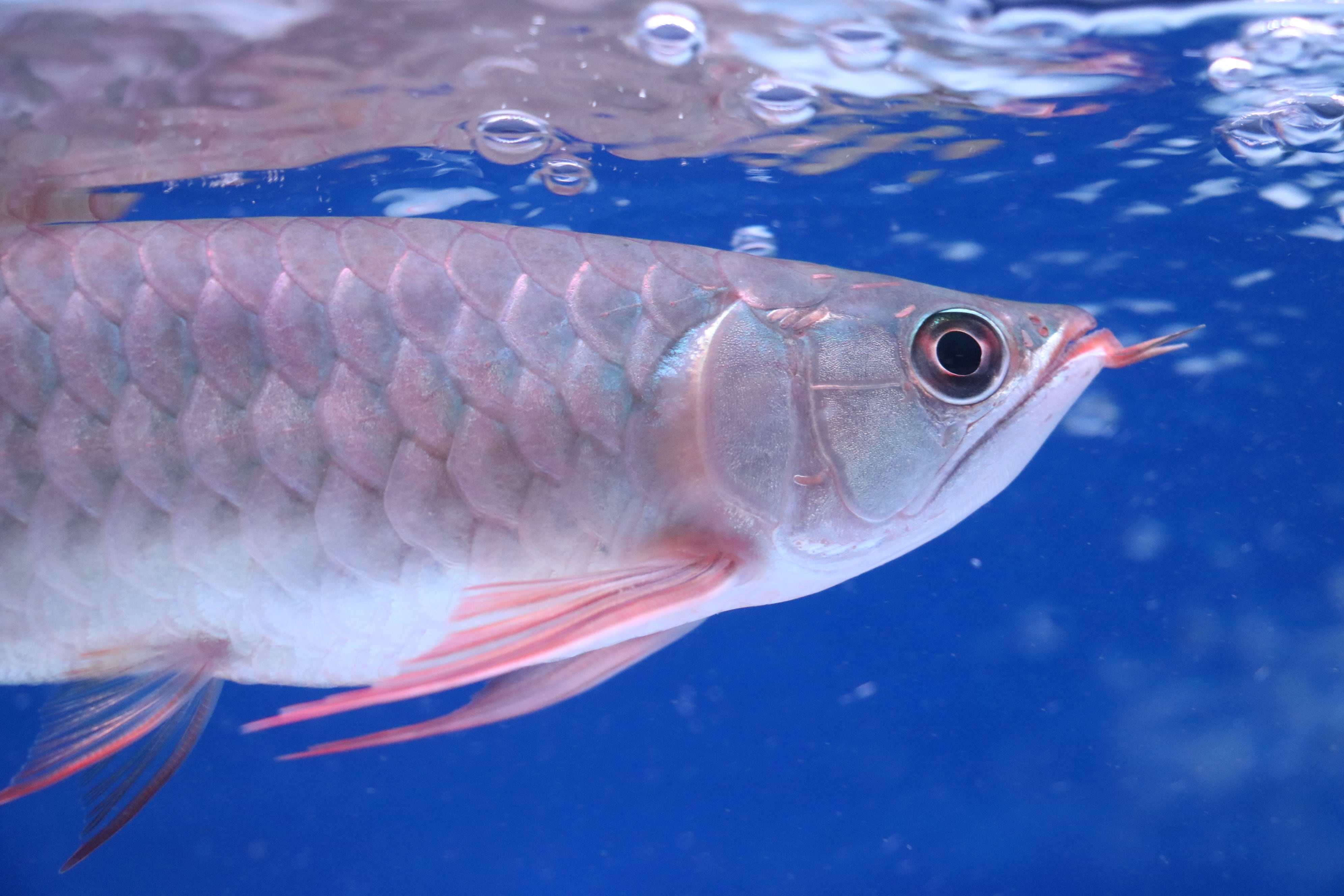 ダトニオプラスワン② ±38㎝ | アロワナ等の大型魚・熱帯魚の