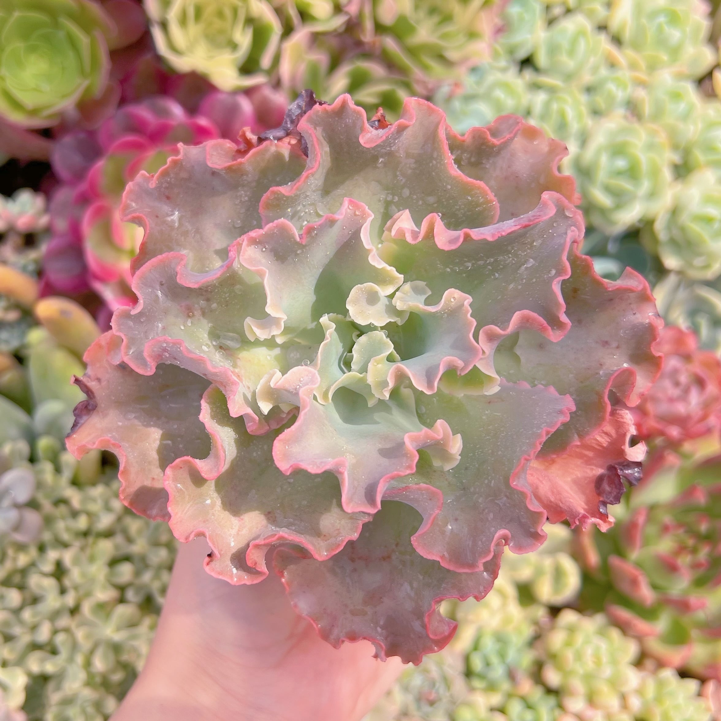 現品　高砂の翁#022　大苗　るる農園