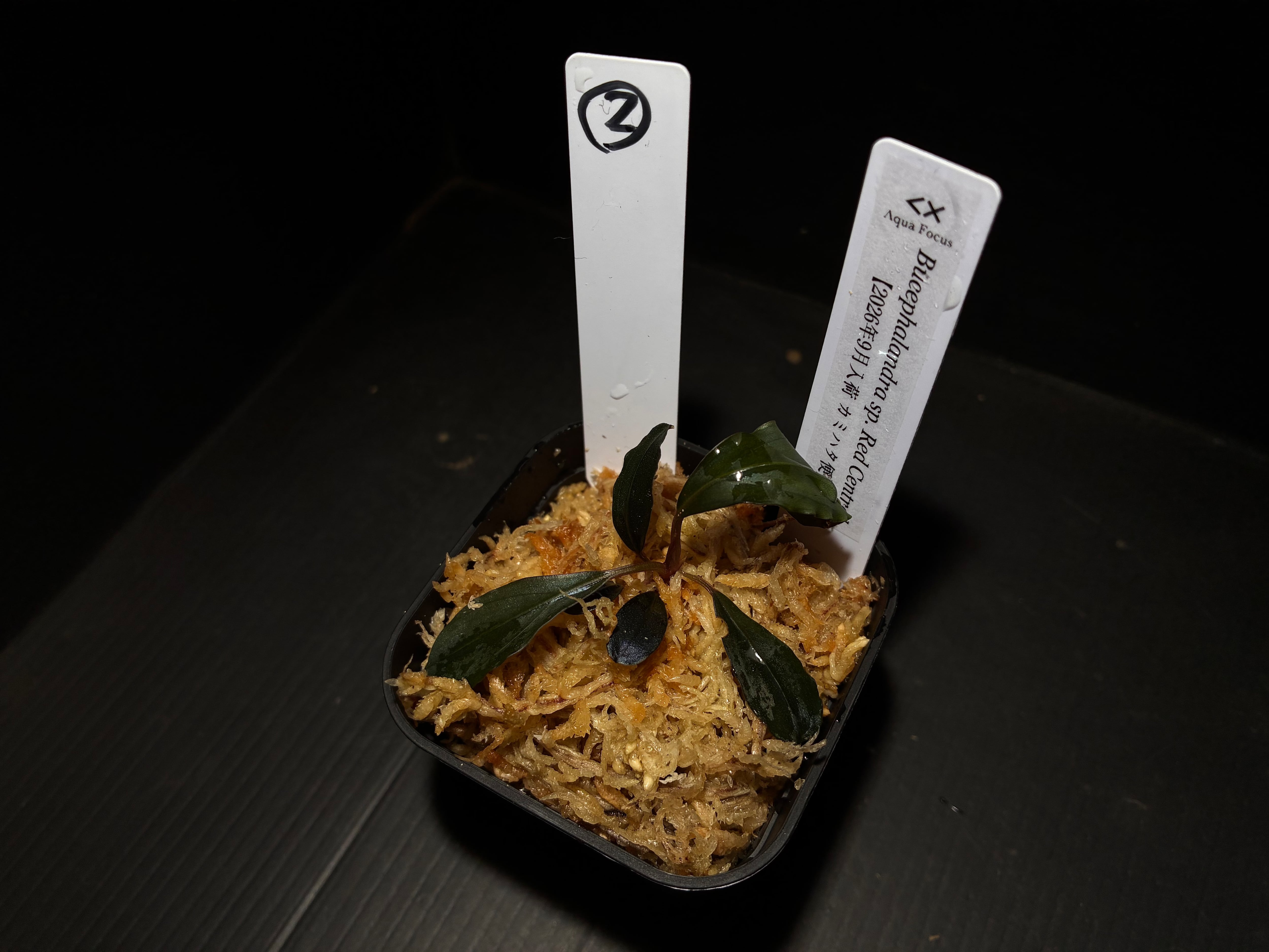 水草・観葉植物 | AquaFocus
