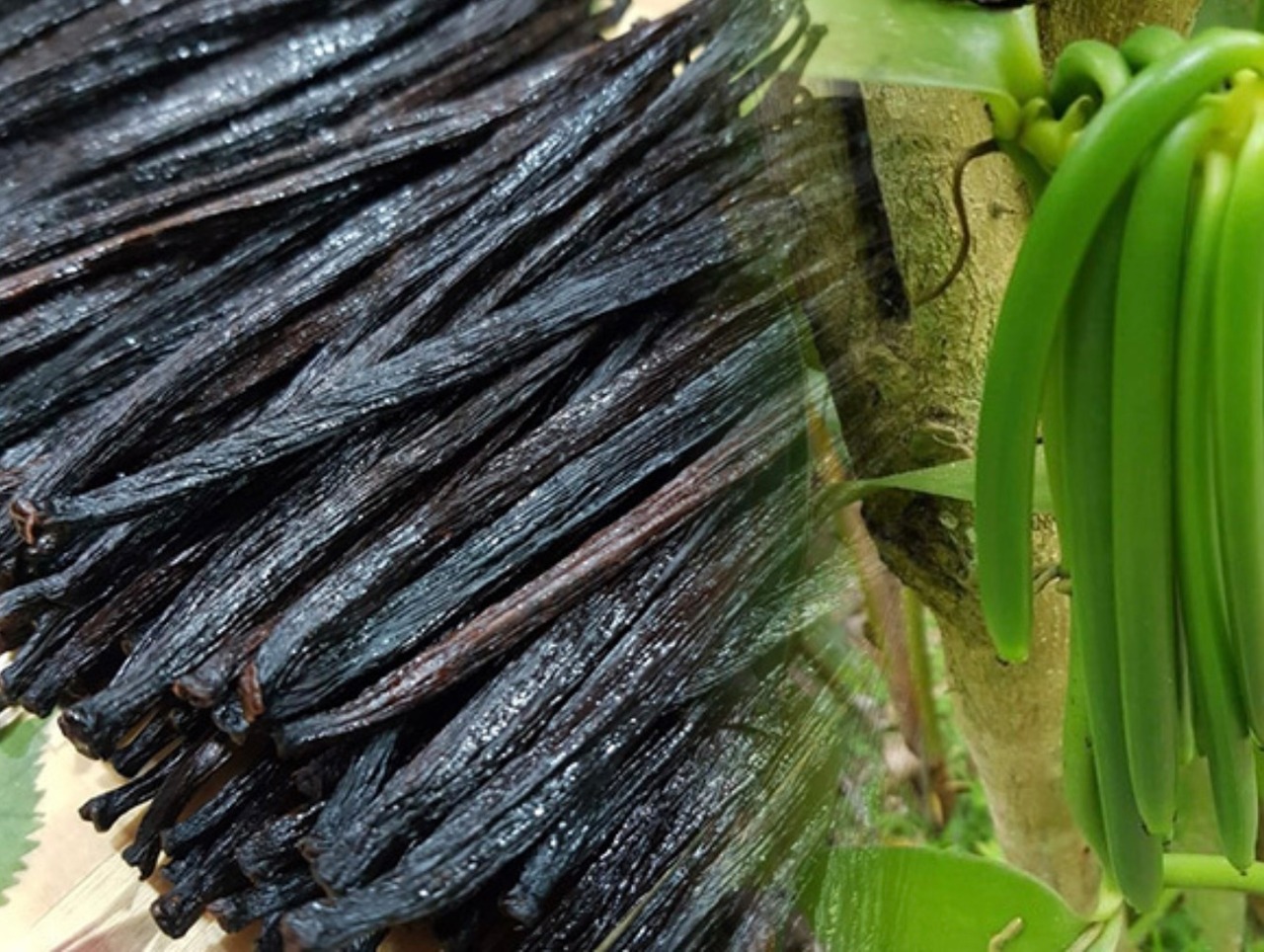 New EC限定 到着日 11月28日(金) ショコラデュオ バニーユマダガスカル 抽選申込 画像2