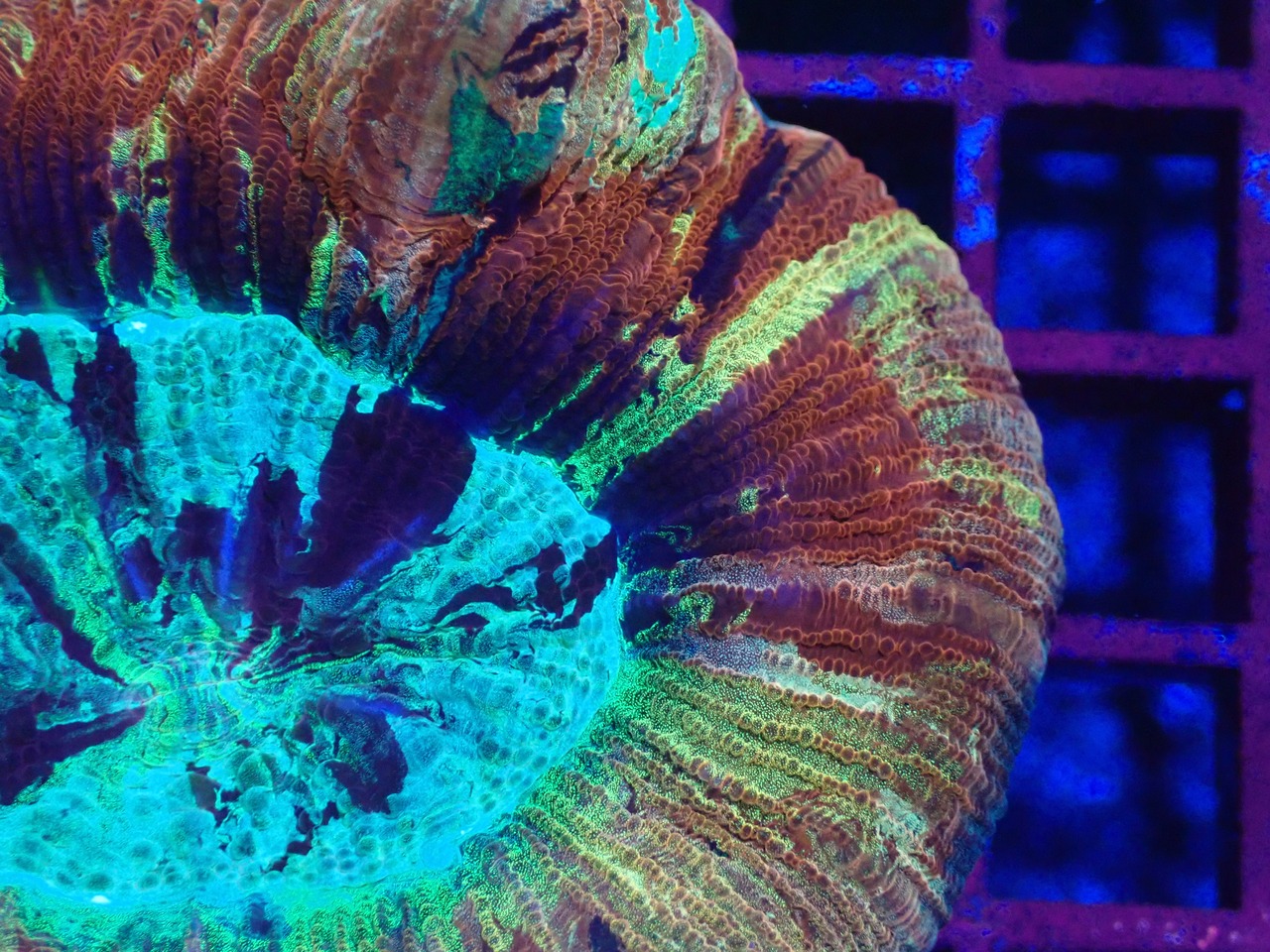 【現地買付】Trachyphyllia geofroy  MakassarRainbow