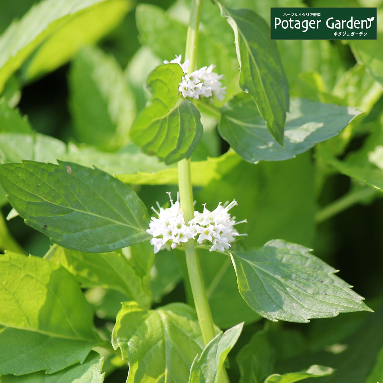 ハーブ 苗 クールミント | ハーブ苗のポタジェガーデン 本店
