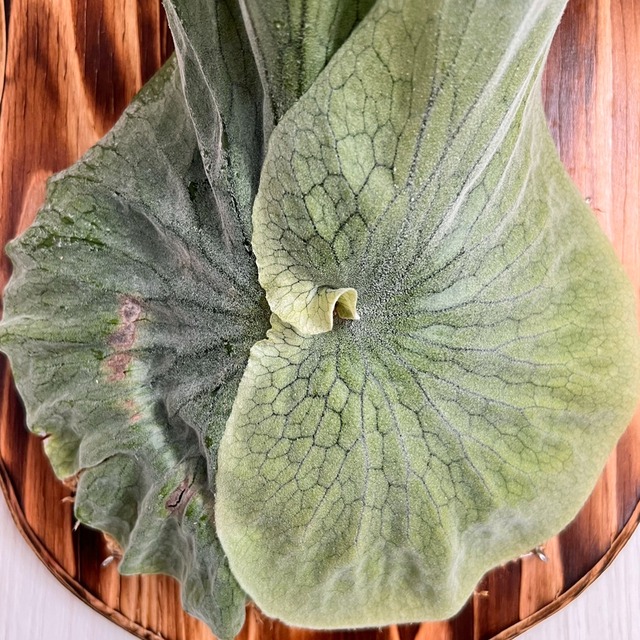 ビカクシダ グランデ 板付 【観葉植物 壁掛け コウモリラン】