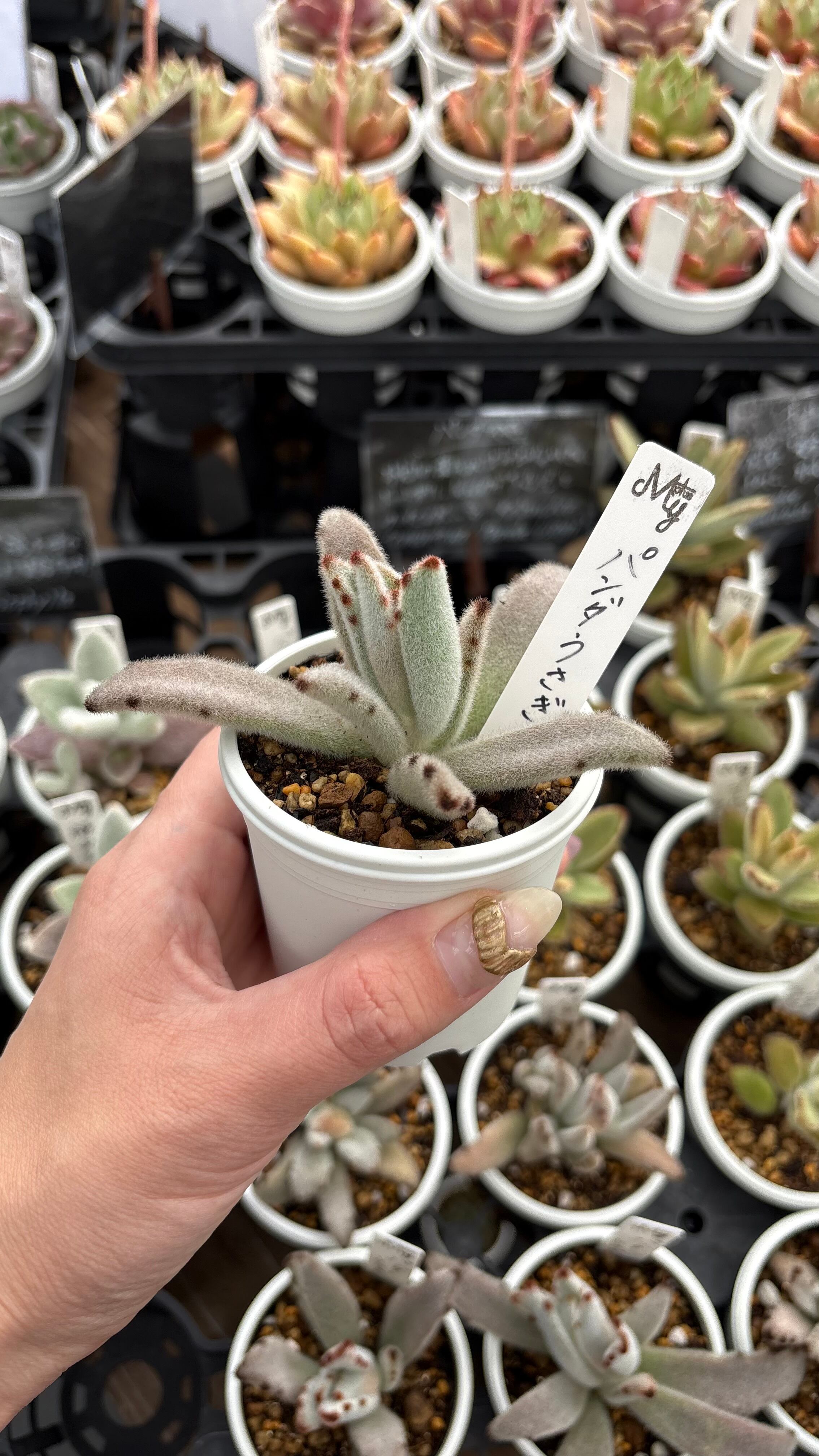 パンダうさぎ 多肉植物 カランコエ 安心の生産ポットそのまま販売（8