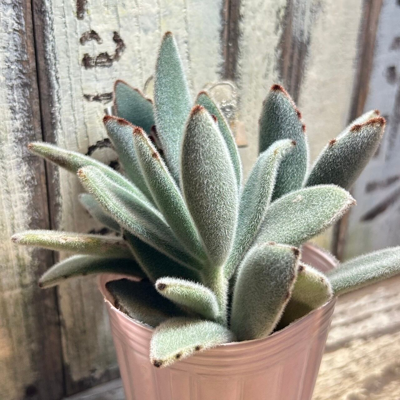 月兎耳 | RuPo 多肉植物専門店