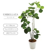 ウンベラータ 170㎝［人工観葉植物・フェイクグリーン・8号ホワイト鉢］