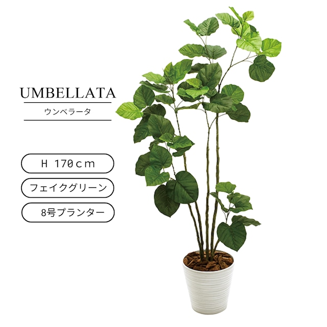 ウンベラータ 170㎝［人工観葉植物・フェイクグリーン・8号ホワイト鉢］