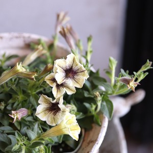 mondimanche ペチュニア　ライムフラッペ｜暑さに強い夏のお花　夏の寄せ植えにオススメ