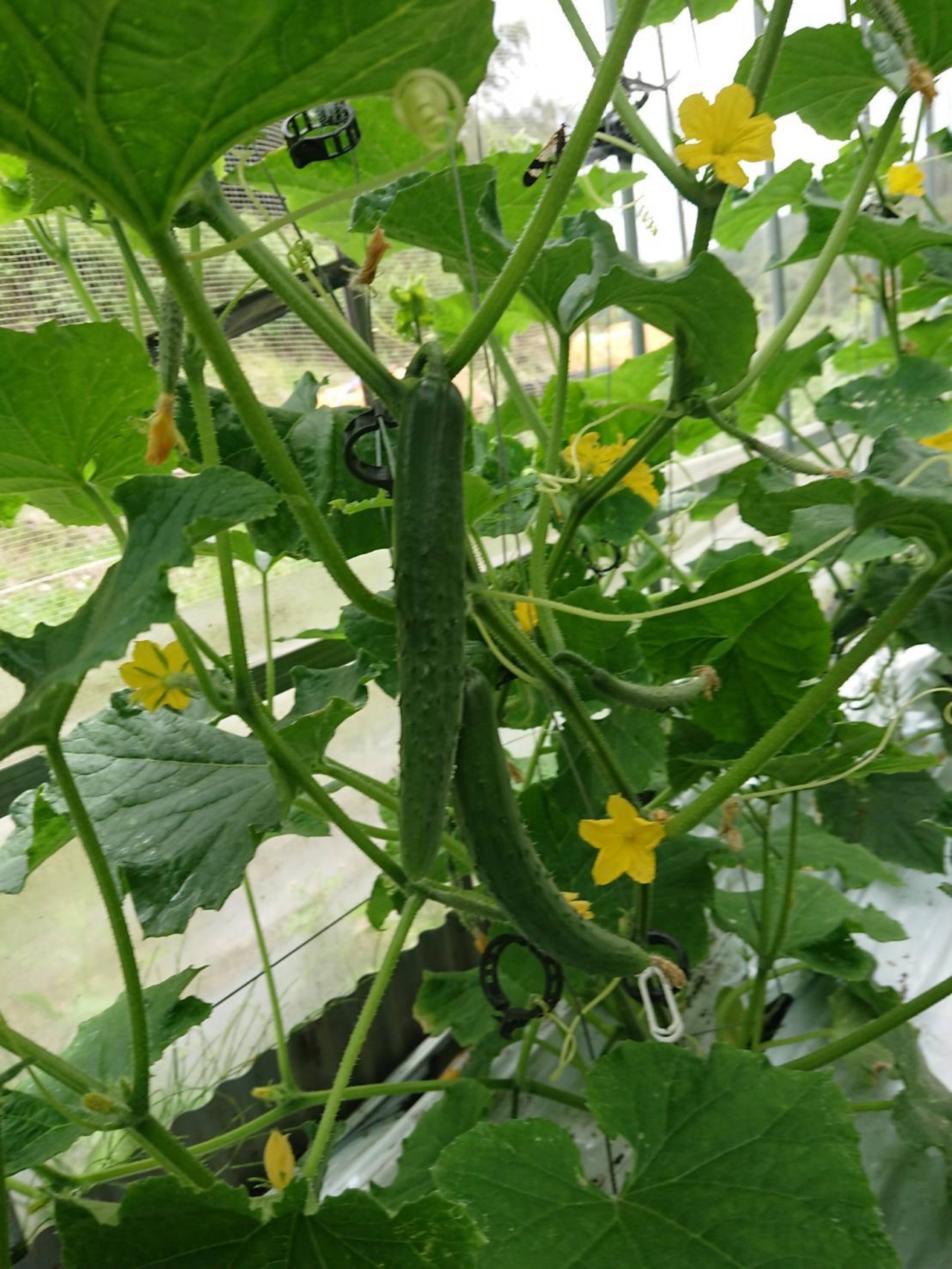 期間限定！夏野菜セット　