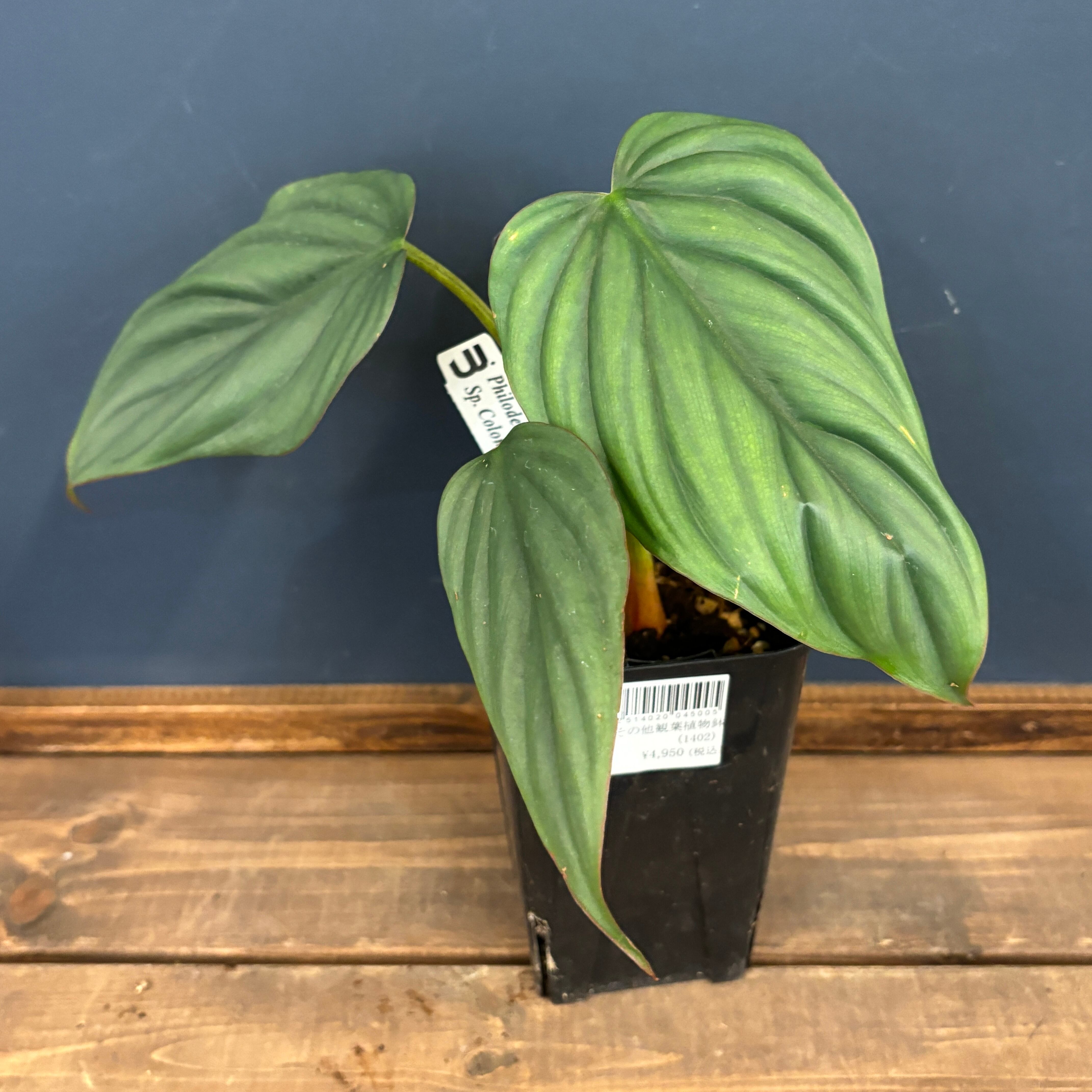 フィロデンドロン sp コロンビア【870】 | PROTOLEAF プロトリーフ