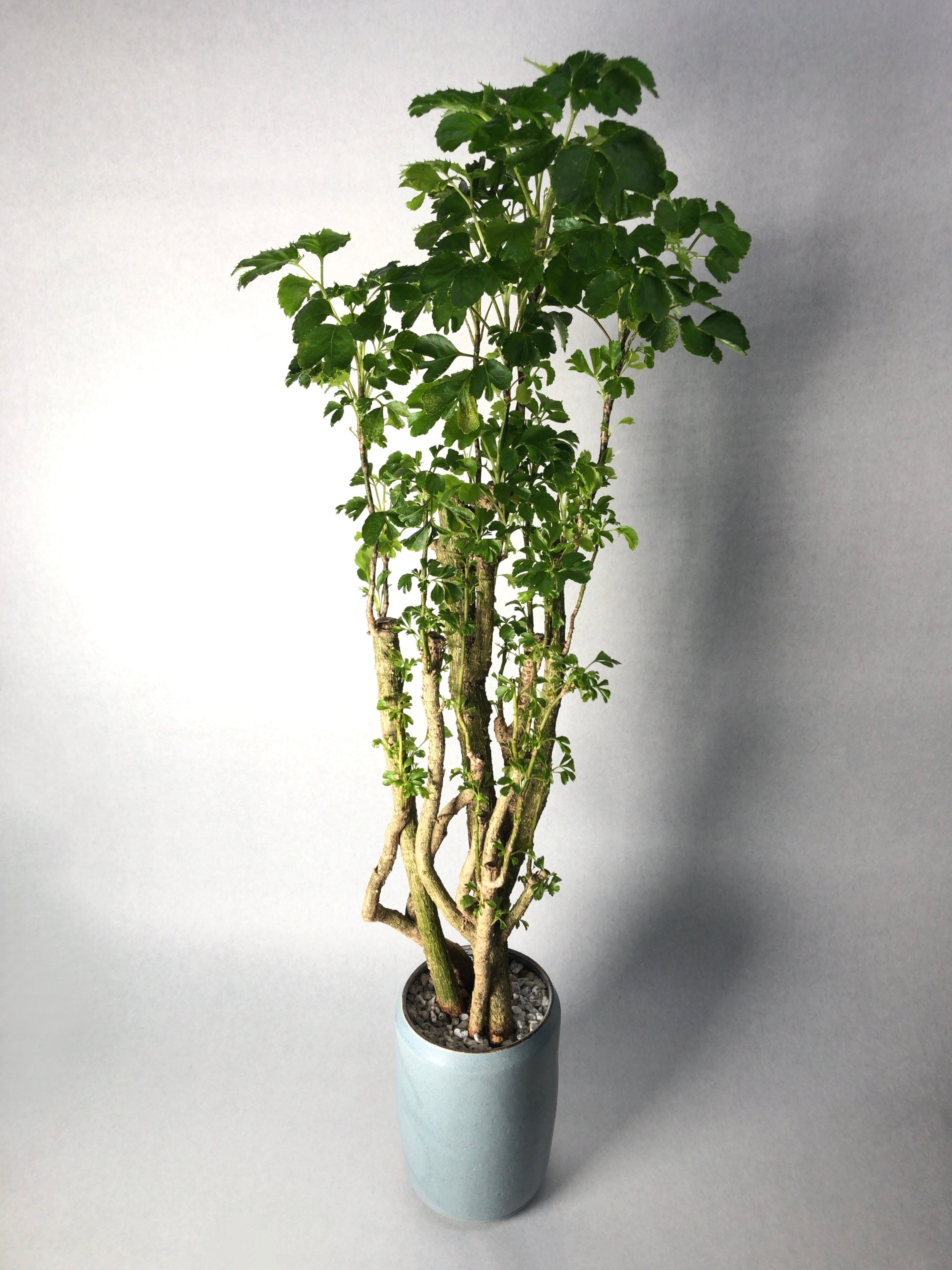 観葉植物 土を使わない観葉植物 スモールサイズ観葉植物 ホワイト