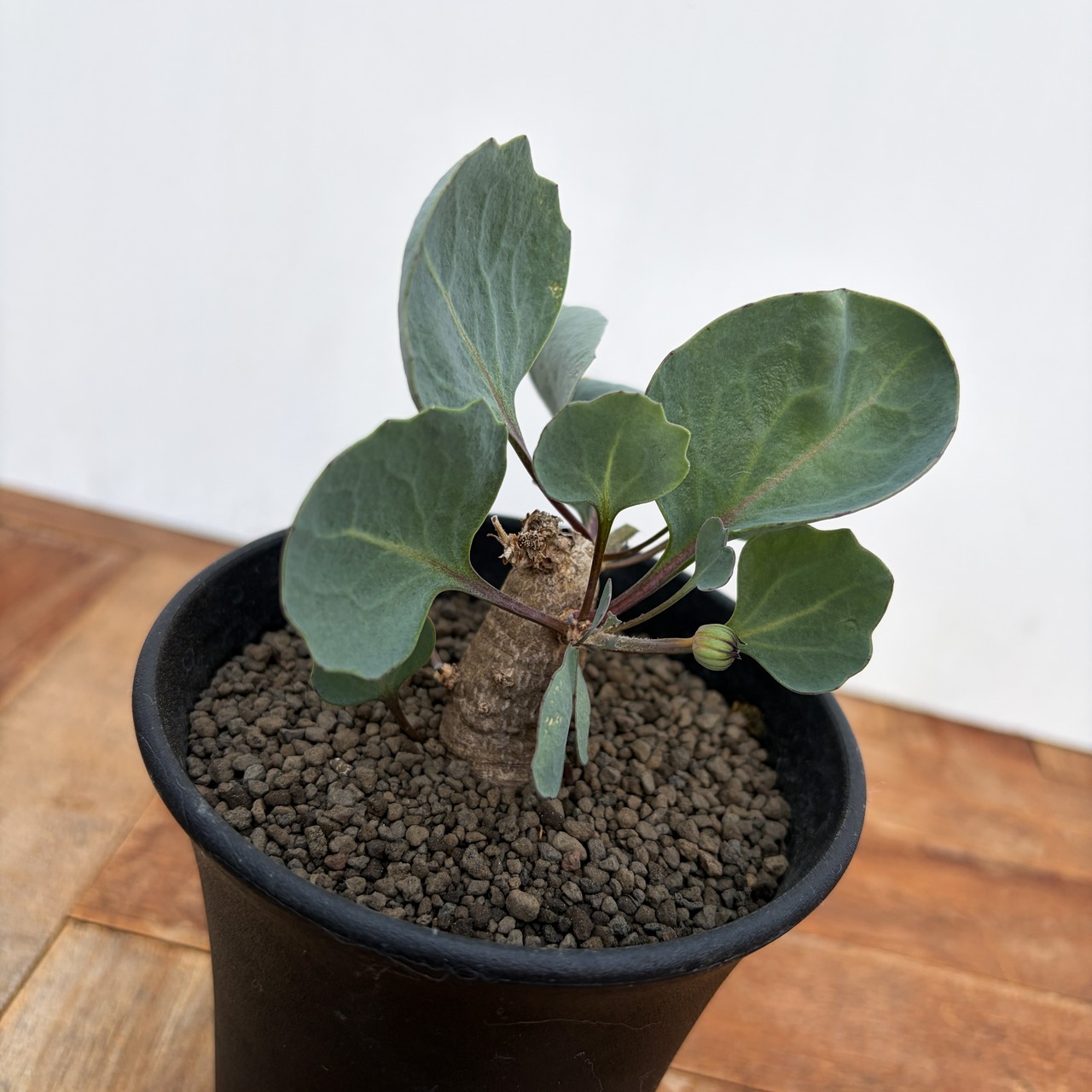 Othonna hederifolia【オトンナ・ヘデリフォリア・実生】