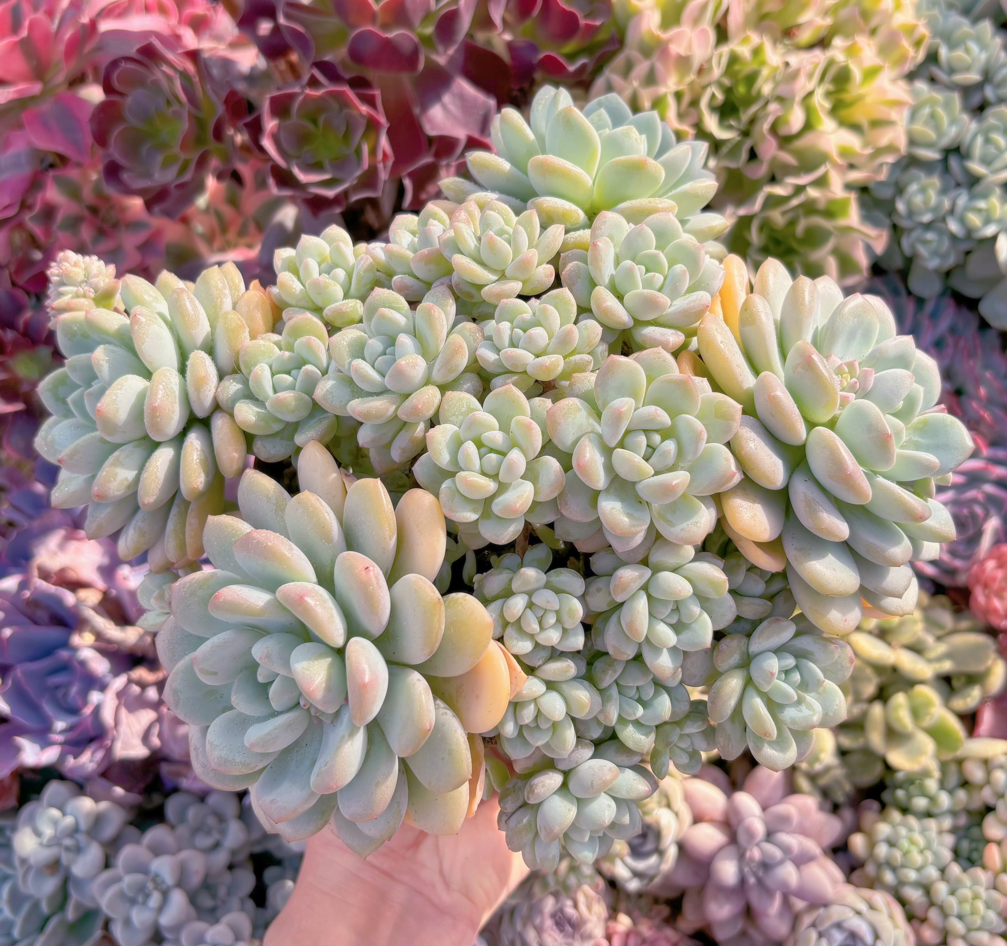 現品　新品種　玉兎#A22　特特大群生　るる農園