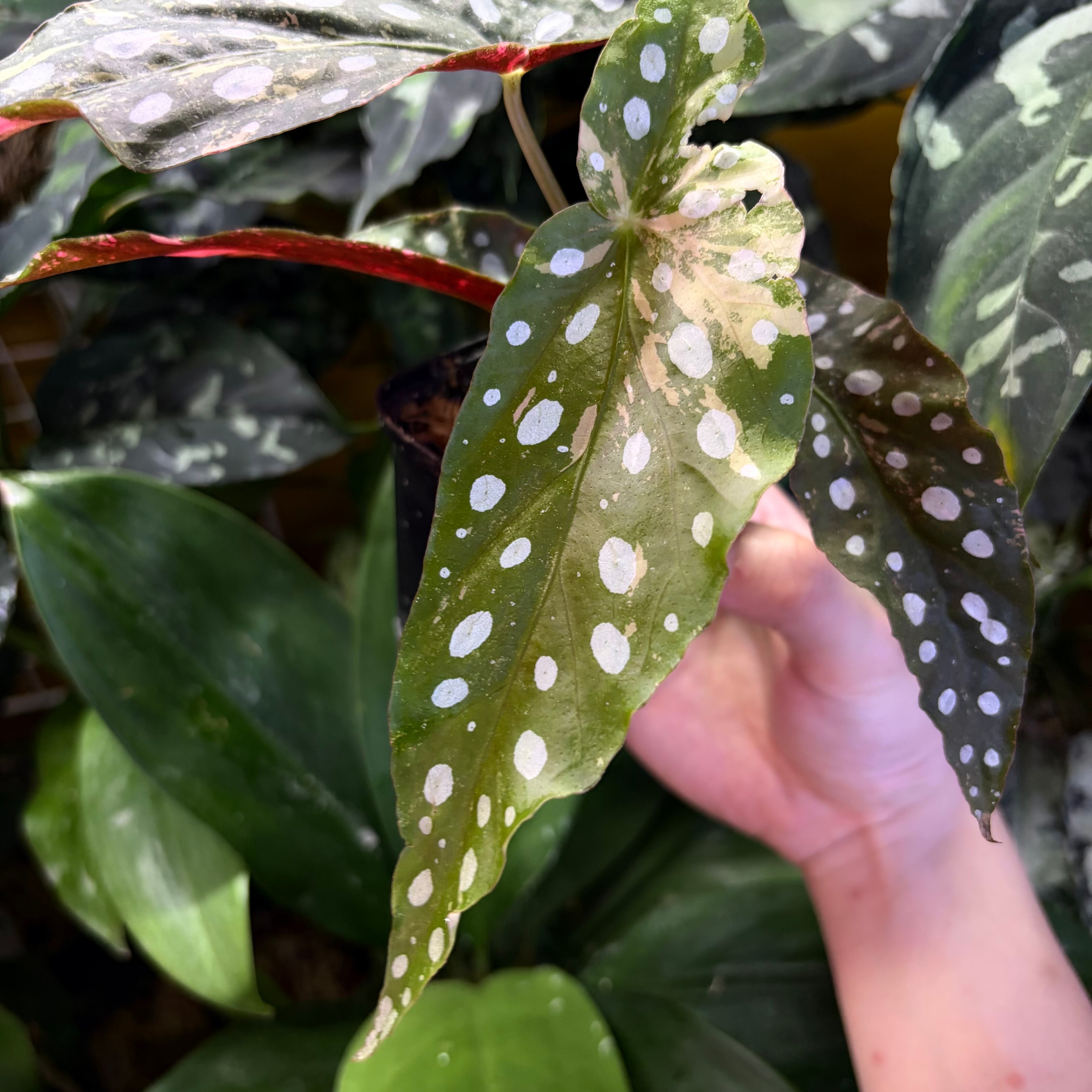 Begonia maculata 'Pink Variegated' | 熱帯雨林植物専門店 トイ吉園芸