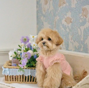 即納【MYLITTLEDOG】Blossom Sweatshirt (peach)