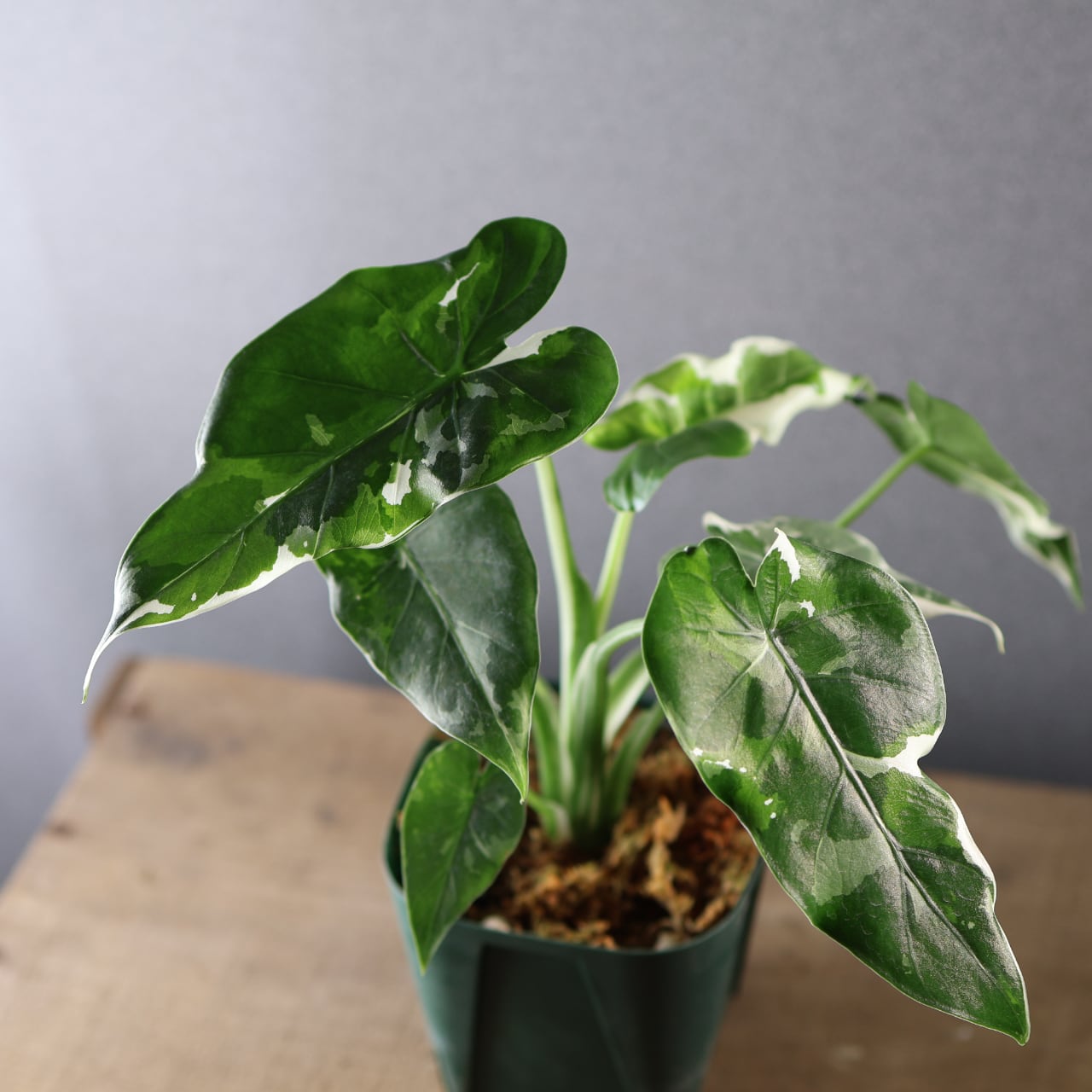 575『斑入り クワズイモ』観葉植物【送料無料】 | MARX PLANTS | 観葉