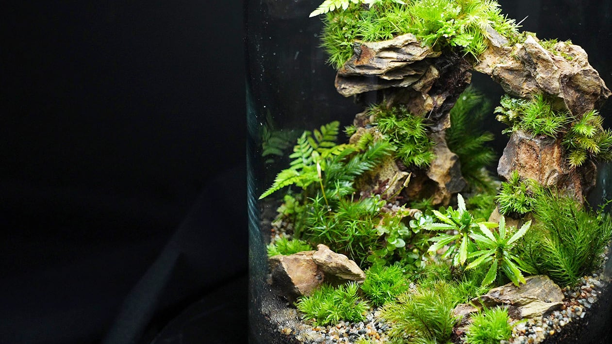 気孔石 200g入り【レイアウト用・着生用】 | 苔テラリウム専門 気孔石 200g入り【レイアウト用・着生用】 | 苔テラリウム専門