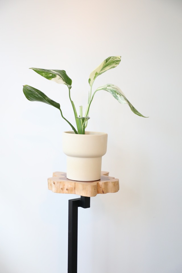 【S】モンステラ レクレリアナ バリエガータ/Monstera lechleriana variegata　※陶器鉢カバー付