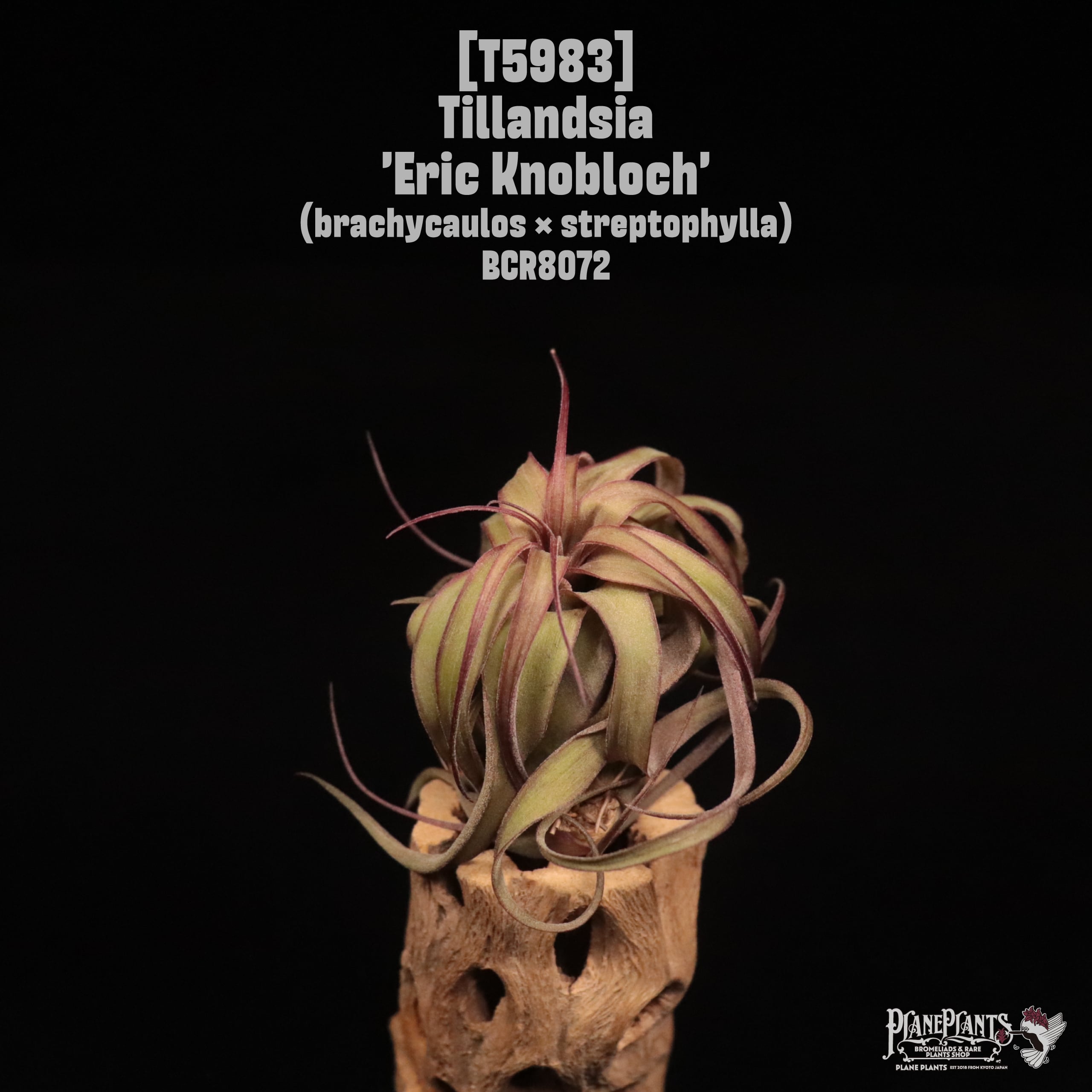 Tillandsia 'Eric Knobloch'〔ティランジア〕T5983