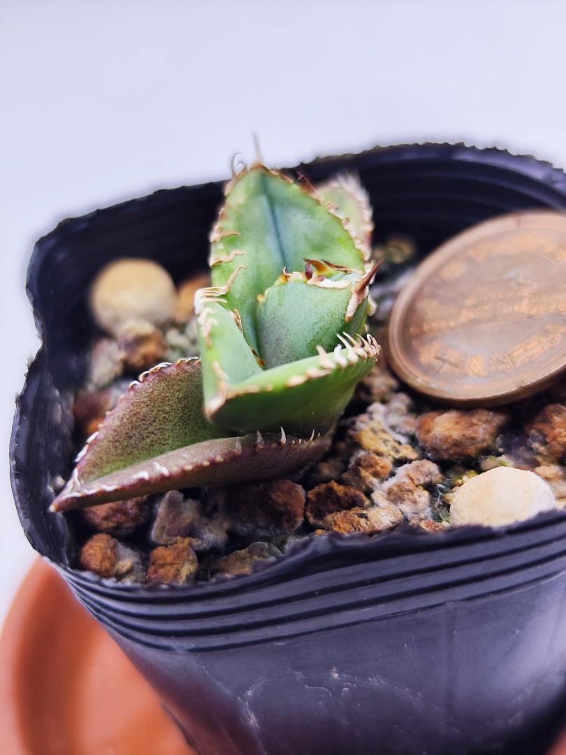 多肉植物アガベ チタノタ緑幽霊 極上株 【公式通販】