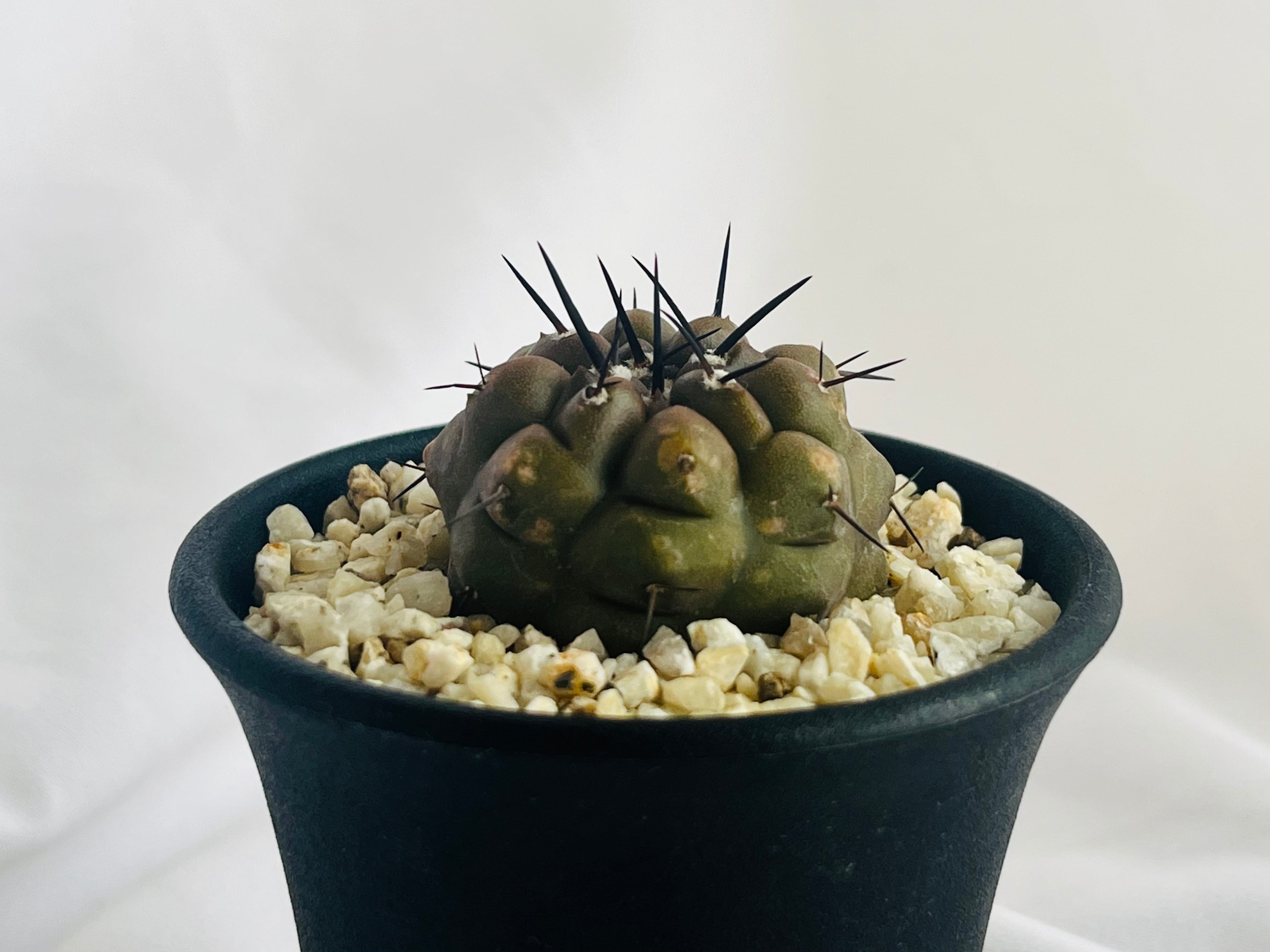 コピアポア シネレア黒王丸　Copiapoa cinerea