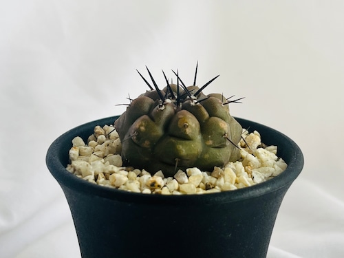 Copiapoa cinerea　コピアポア　シネレア　黒王丸　サボテン