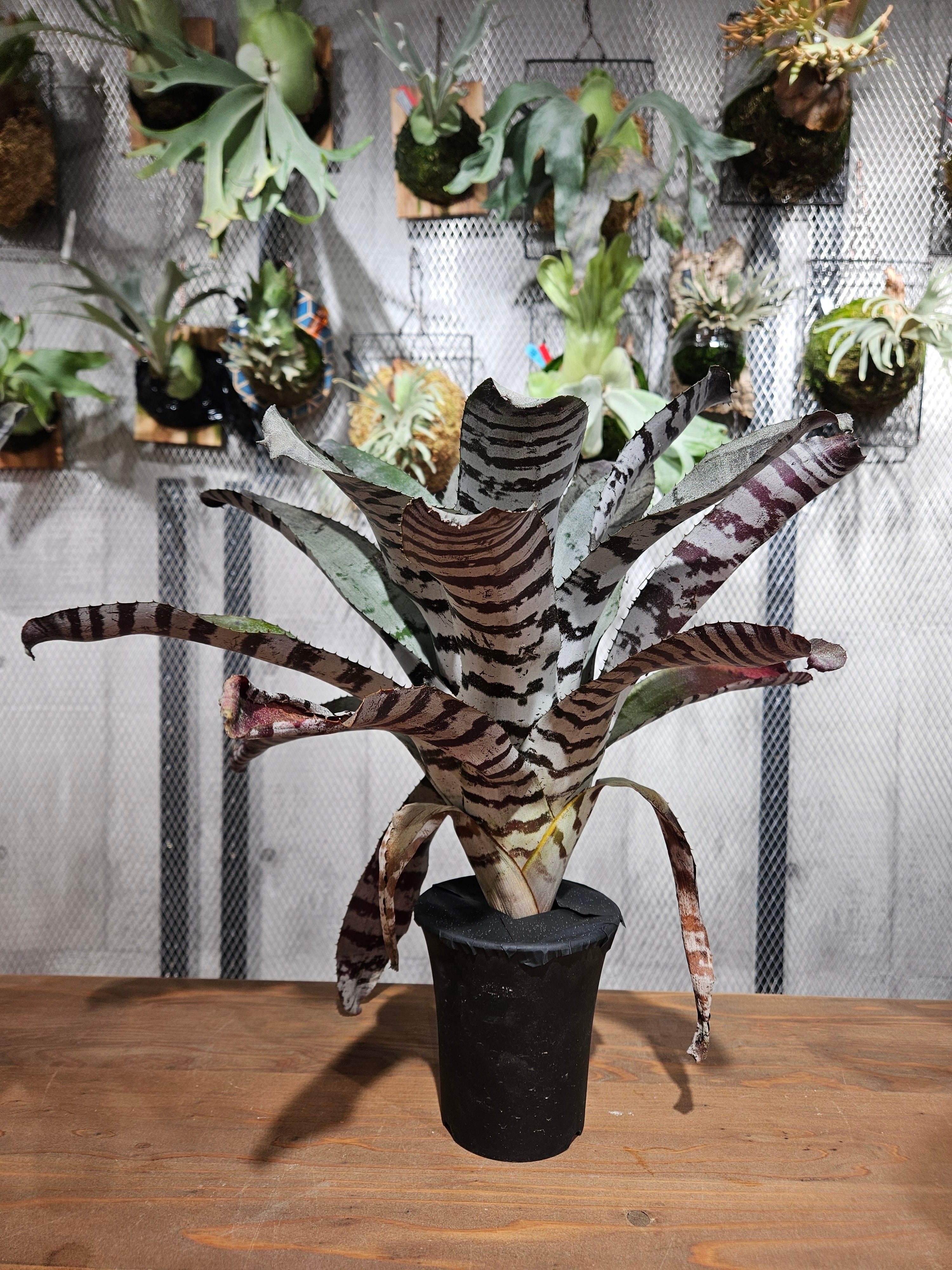 Aechmea chantinii Black Ice【artPLANTs/PLANTSGARAGE