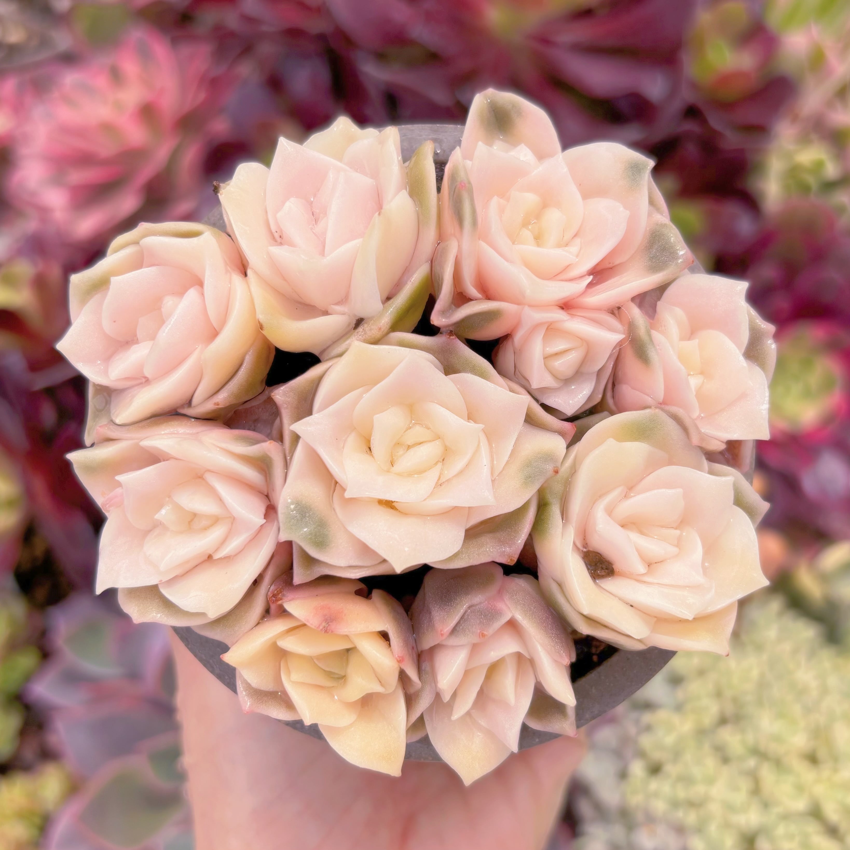 現品　ラブリーローズ錦#F083　るる農園