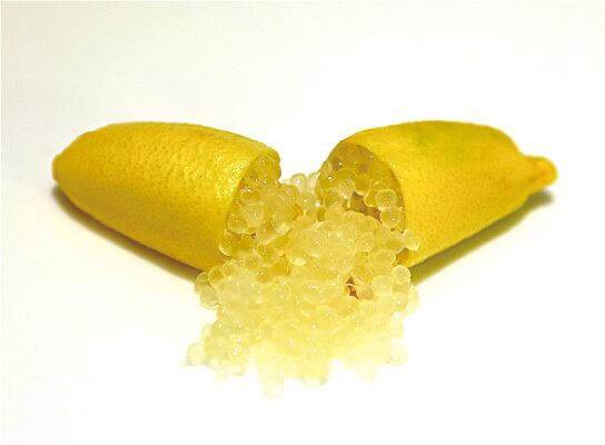 フィンガーライム YELLOW LIMONET イエローレモネット 1年生15㎝ポット【品種確定済み】【希少で貴重】