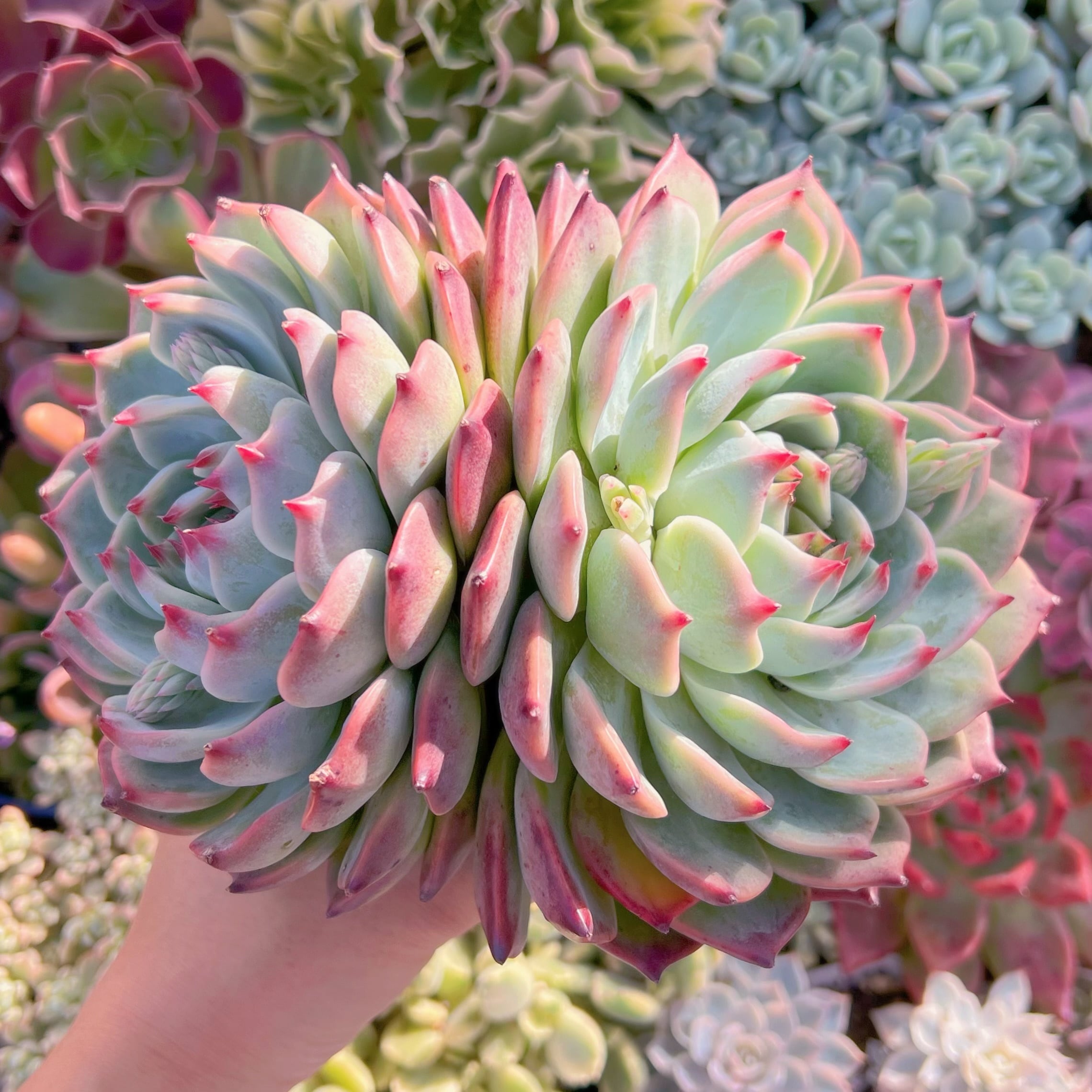 多肉植物　水蜜桃　2頭特大群生　15cm苗　新入荷　るる農園