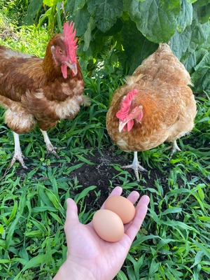 平飼い赤卵‼️1パック6個入り 2パックセット！