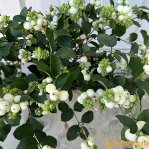 季節の枝物　JAやまがた北部　シンフォリカルポス（ホワイト）5-60cm　10本　